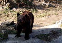 ŠTA ZNAČI KAD MEDVEDICA IZAĐE IZ JAZBINE NA SRETENJE Evo kada nam stiže proleće (VIDEO) sta-znaci-kad-medvedica-izade-iz-jazbine-na-sretenje-evo-kada-nam-stize-prolece-(video)