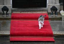 MAČAK LARI OBELEŽAVA JUBILEJ – 15 GODINA U REZIDENCIJI BRITANSKOG PREMIJERA! Dočekao je i ispratio brojne šefove vlade, tu je po specijalnom zadatku! (VIDEO) macak-lari-obelezava-jubilej-–-15-godina-u-rezidenciji-britanskog-premijera!-docekao-je-i-ispratio-brojne-sefove-vlade,-tu-je-po-specijalnom-zadatku!-(video)